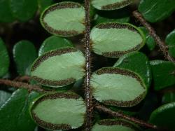 Pellaea rotundifolia. Abaxial surface of fertile frond showing rounded pinnae, spreading scales on the rachis, and sori on the pinna margins.
 Image: L.R. Perrie © Leon Perrie CC BY-NC 3.0 NZ